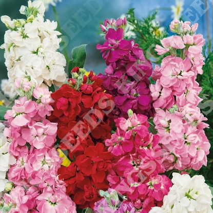 Picture of Stock - Column Mixed